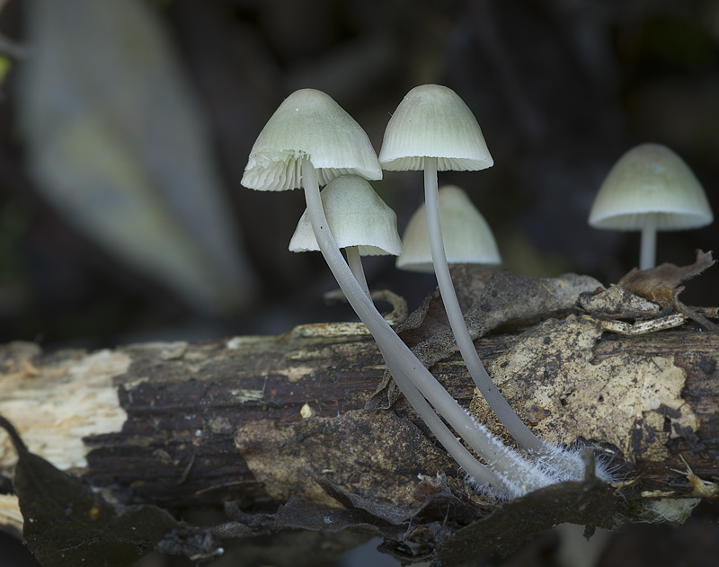 Mycena arcangeliana